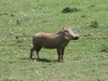 Warzenschwein