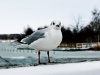 Fotowettbewerb - Winter