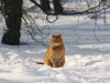 Fotowettbewerb - Winter